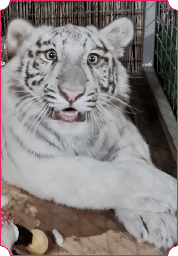 A white Bengal tiger named Fina on sale in Suceava, Romania