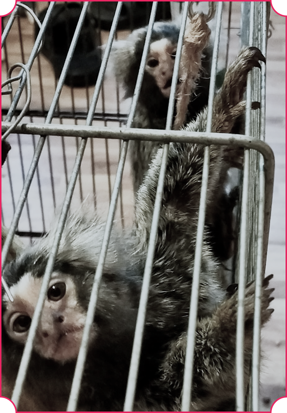 A common marmoset on sale near Bucharest, Romania