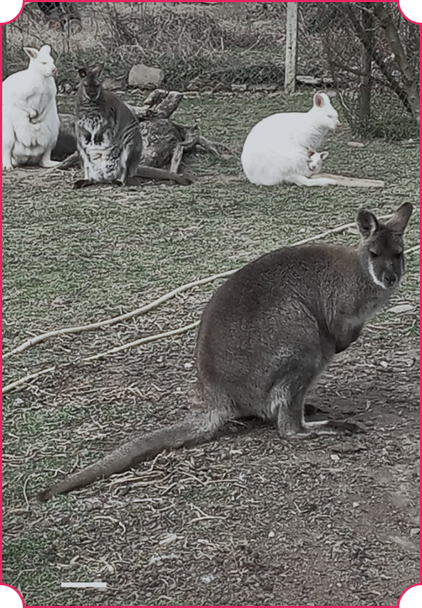 Bennett’s wallabies kept illegally in Bulgaria