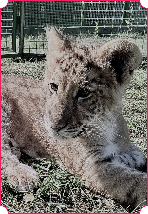 A liger called Goliath for sale in Suceava, Romania