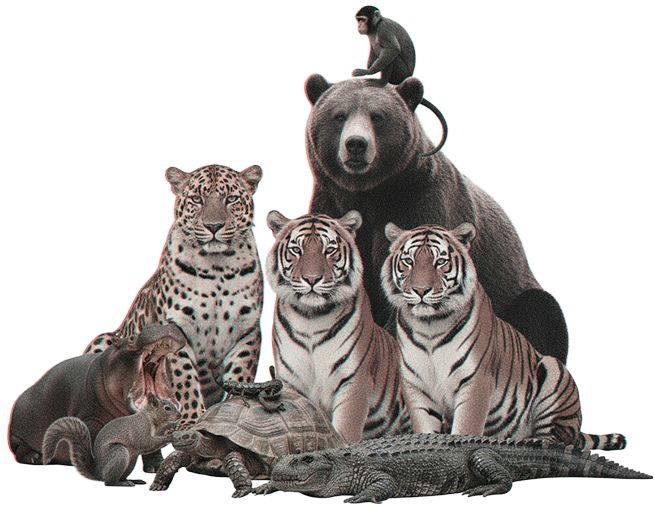 Europe (Captive Bred)